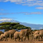 Amboseli National Park