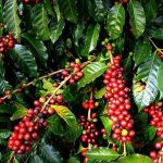 Regenerative Agriculture