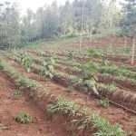 Deep ploughing & Global warming