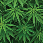 Thailand To Ban Recreational Cannabis Use By Year-End