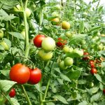 Tomatoes Farming in Kenya