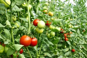 Tomatoes Farming in Kenya