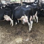 Dairy Farming in Kenya