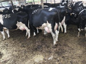 Dairy Farming in Kenya