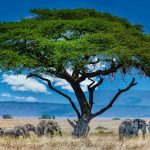 A Tapestry of Adventure and Wildlife