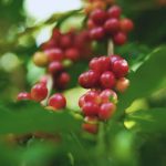 Status of Coffee Farming in Kenya