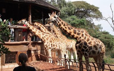 Giraffe Center Nairobi