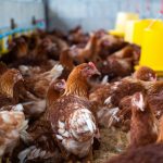 poultry farming in kenya